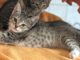 Kleine Thalia und Mama Tiara suchen noch! (Tessa, Tabaluga RESERVIERT)