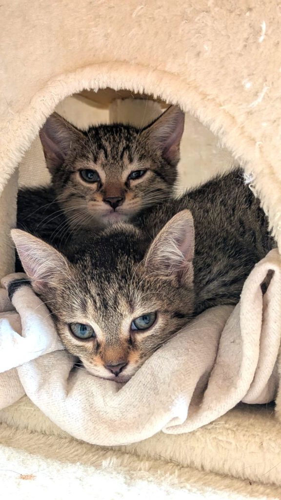 Kleine Thalia und Mama Tiara suchen noch! (Tessa, Tabaluga RESERVIERT)