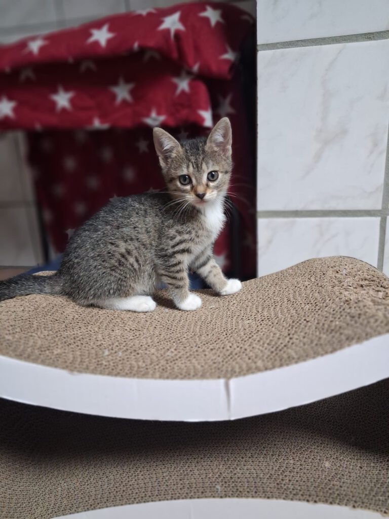 Kleine Thalia und Mama Tiara suchen noch! (Tessa, Tabaluga RESERVIERT)