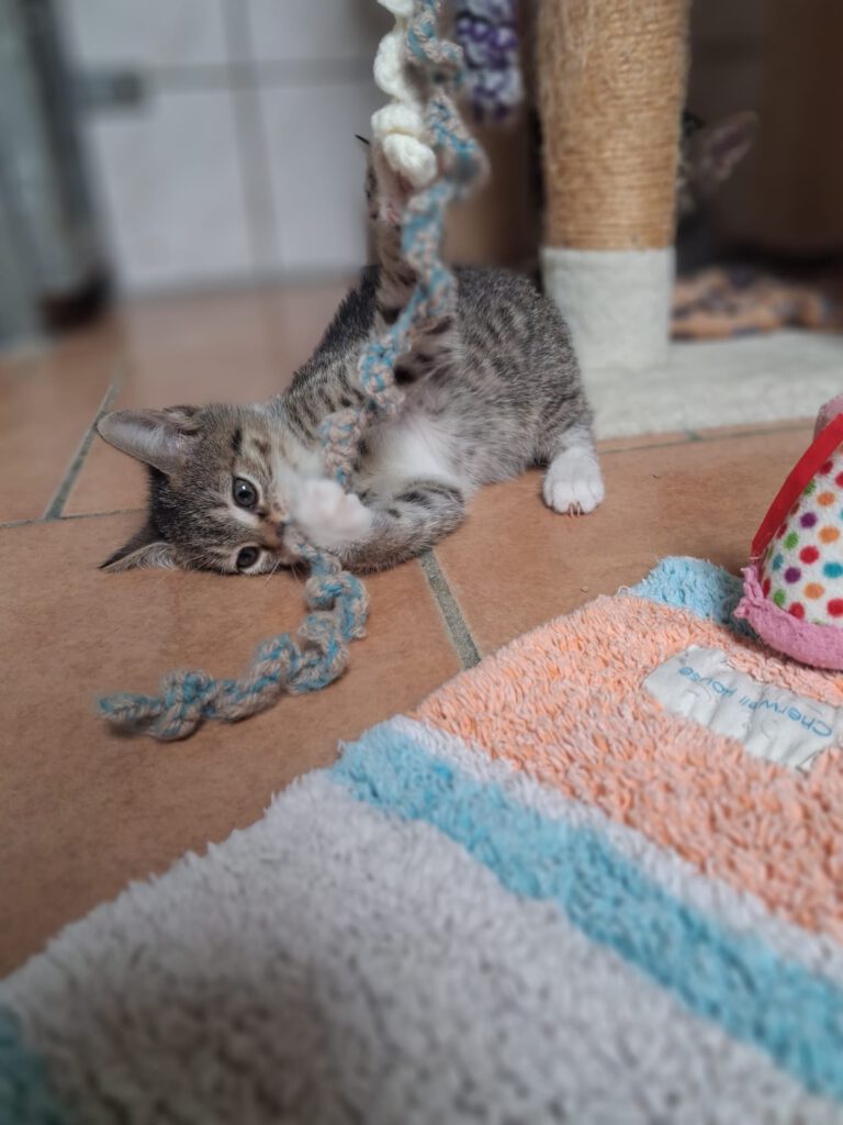 Kleine Thalia und Mama Tiara suchen noch! (Tessa, Tabaluga RESERVIERT)