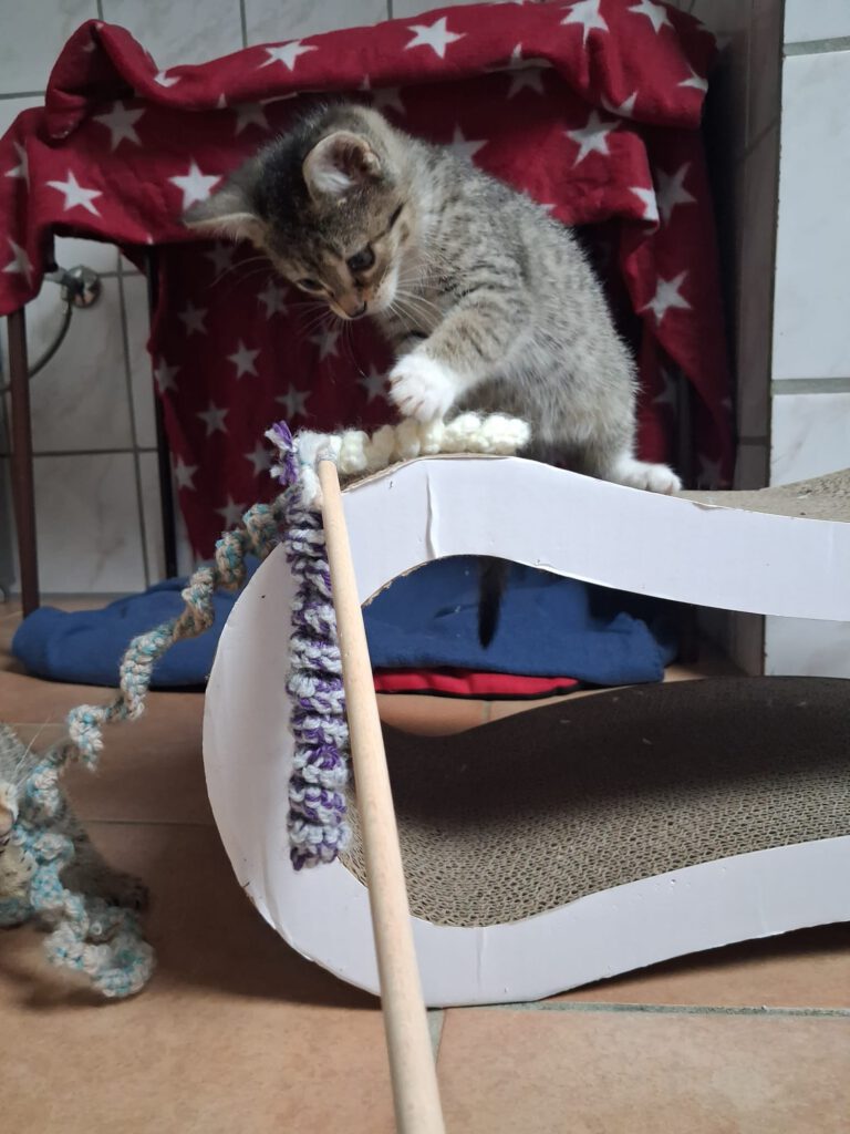Kleine Thalia und Mama Tiara suchen noch! (Tessa, Tabaluga RESERVIERT)