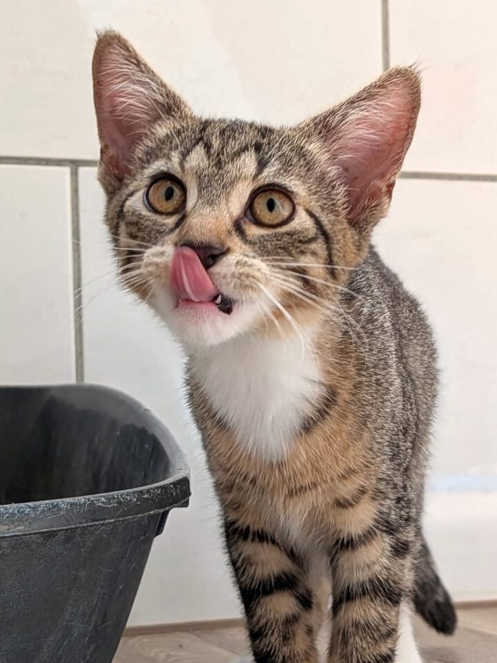 Alle unsere Katzen - Übersicht