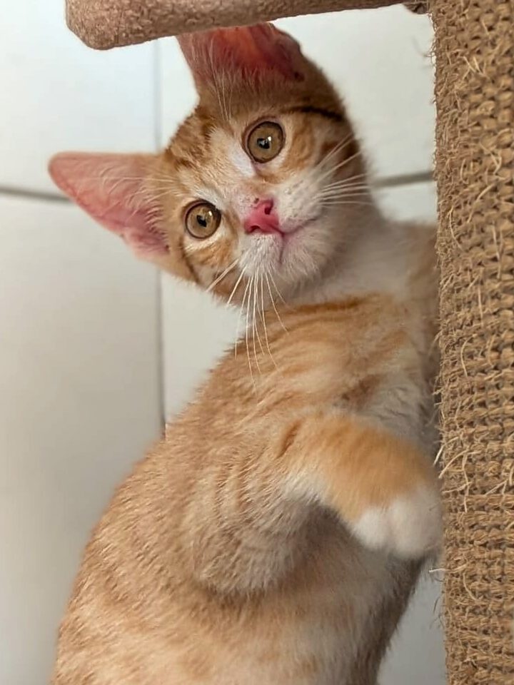 Alle unsere Katzen - Übersicht