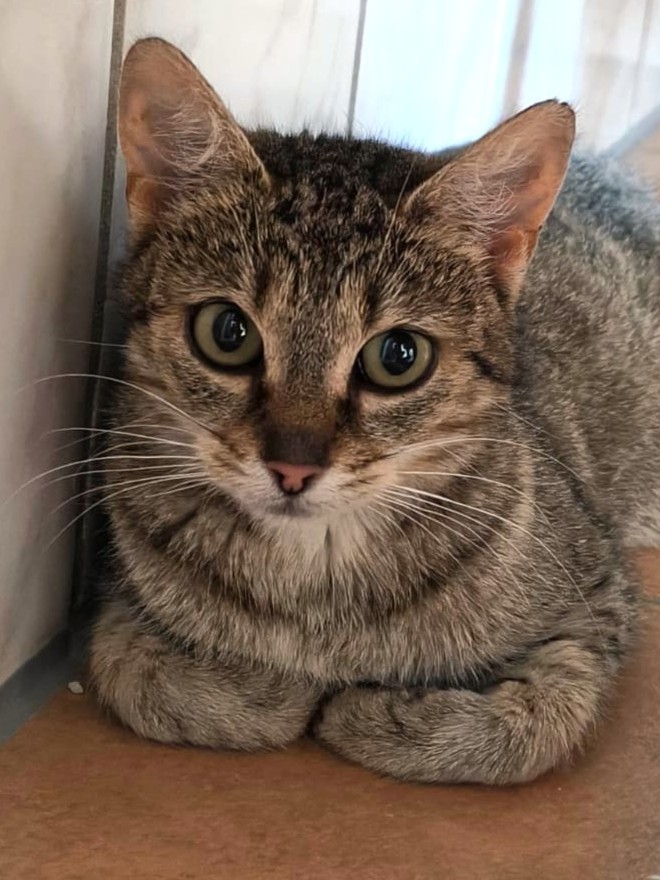 Alle unsere Katzen - Übersicht