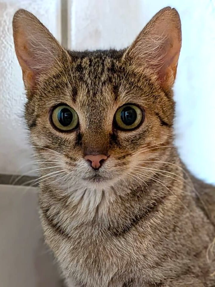 Alle unsere Katzen - Übersicht