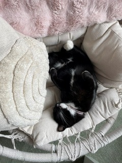 Katze FLAUSCHI VERMISST in 17039 Hohenmin