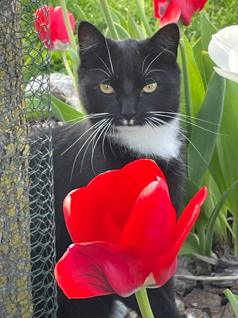 Katze FLAUSCHI VERMISST in 17039 Hohenmin