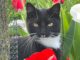 Katze FLAUSCHI VERMISST in 17039 Hohenmin