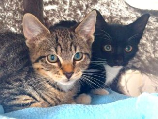 Beatrix mit Babsi, Becky, Bommel (Baghira, Bounty PROBE)