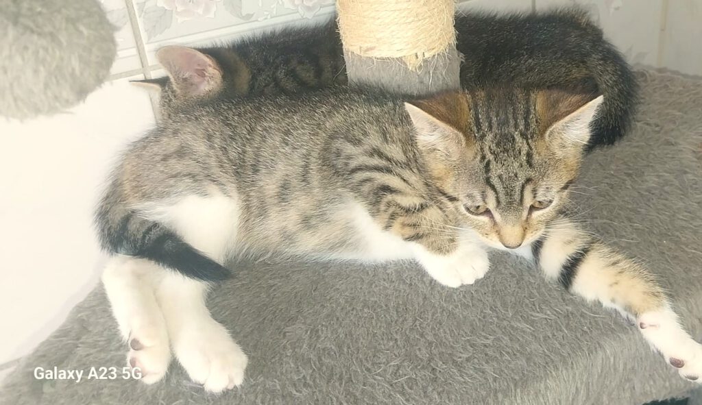 Beatrix mit Babsi, Becky, Bommel (Baghira, Bounty PROBE)