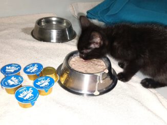 Vielen Dank sagen unsere Naschkatzen