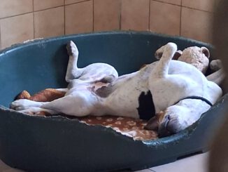 Unser Cooper macht es richtig: