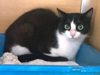 Fundkatze Hellfeld