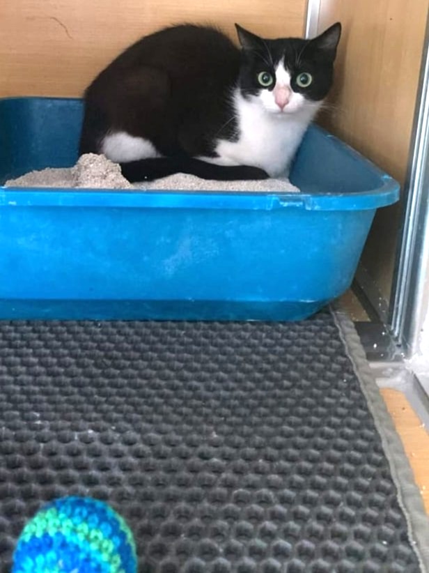 Fundkatze Hellfeld