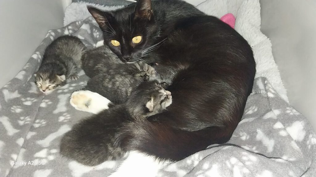 Maja mit 4 Babies