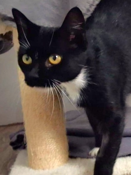 Alle unsere Katzen - Übersicht
