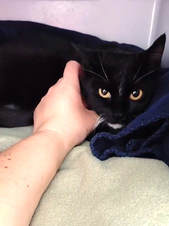 Maya