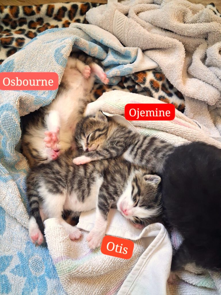 Ojemine, Osbourne, Oslo & Otis
