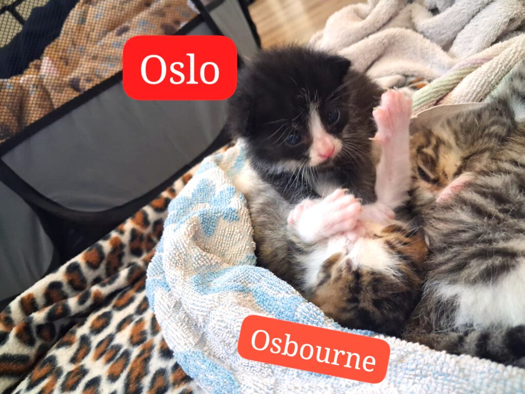 Ojemine, Osbourne, Oslo & Otis