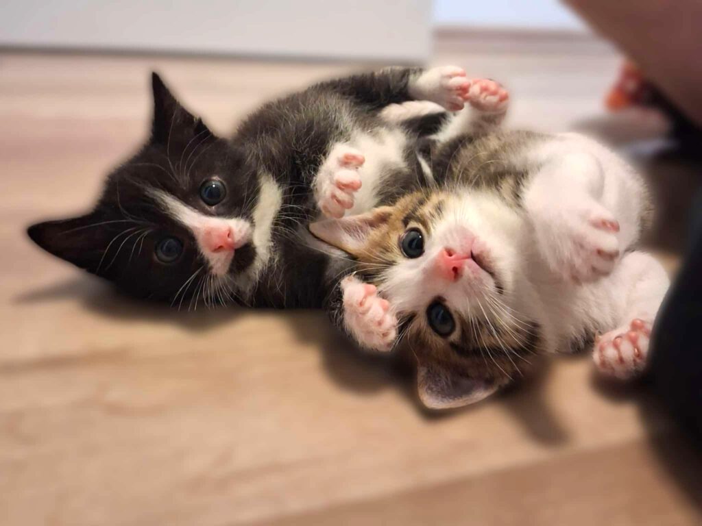 Ojemine, Osbourne, Oslo & Otis