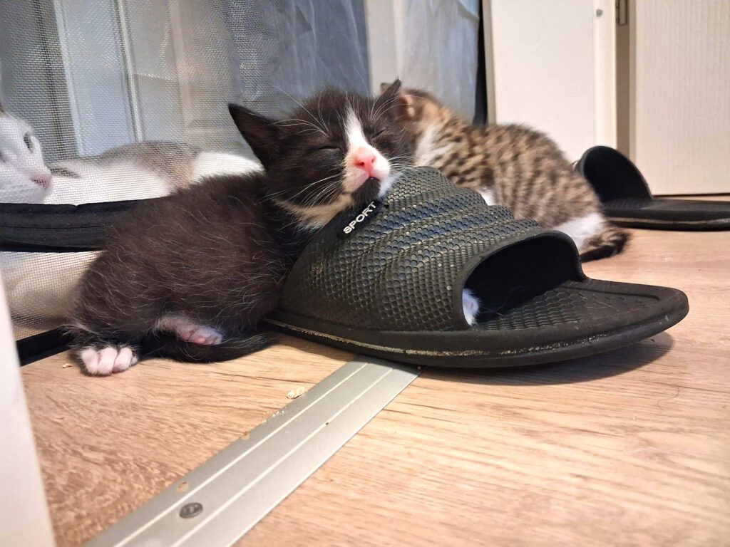 Ojemine, Osbourne, Oslo & Otis