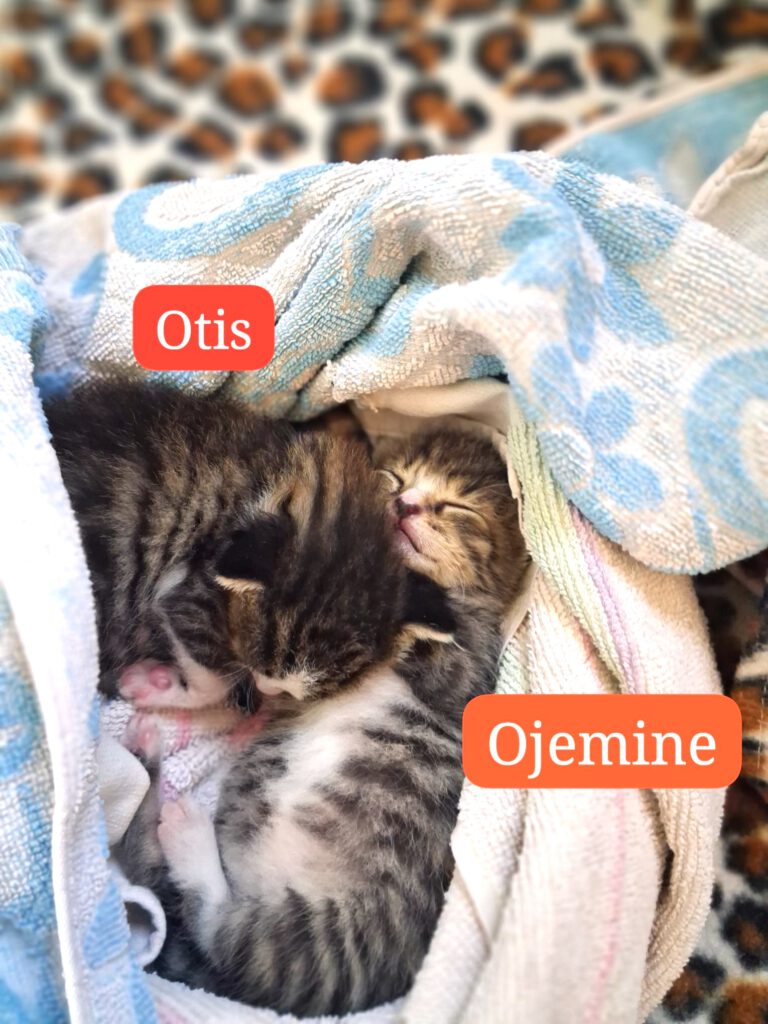 Ojemine, Osbourne, Oslo & Otis