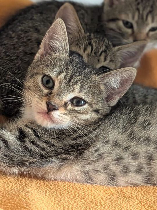 Alle unsere Katzen - Übersicht