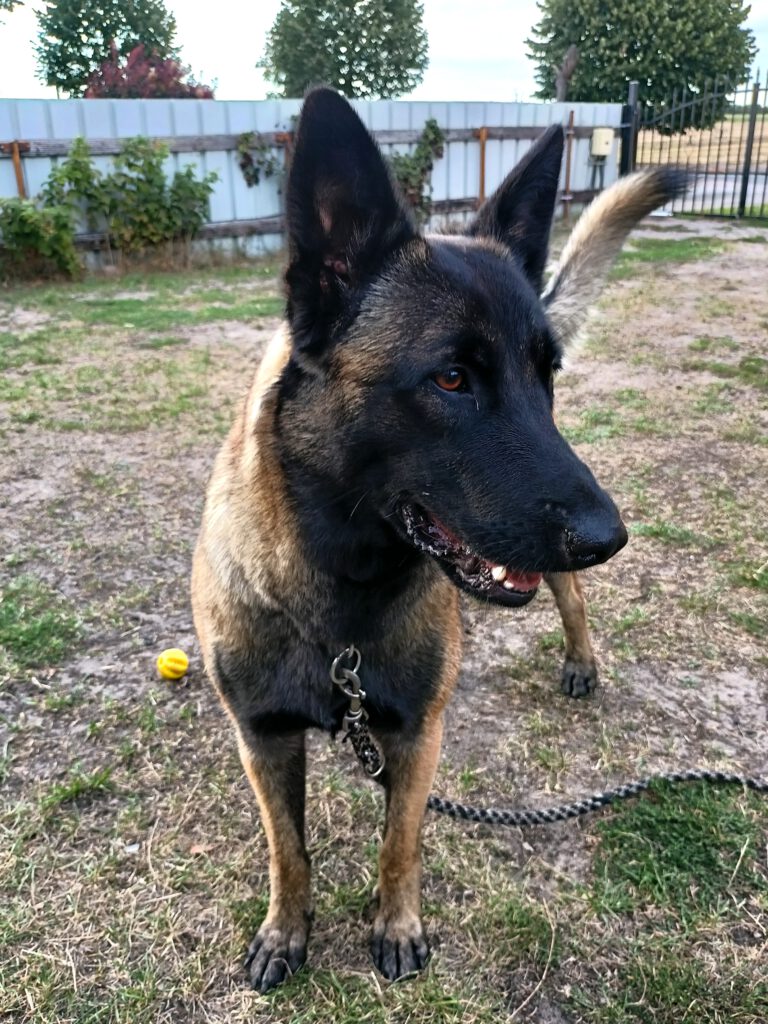 Eilt: 1j. Malinois-Hündin Siena sucht neues Zuhause (PLZ 17379)!