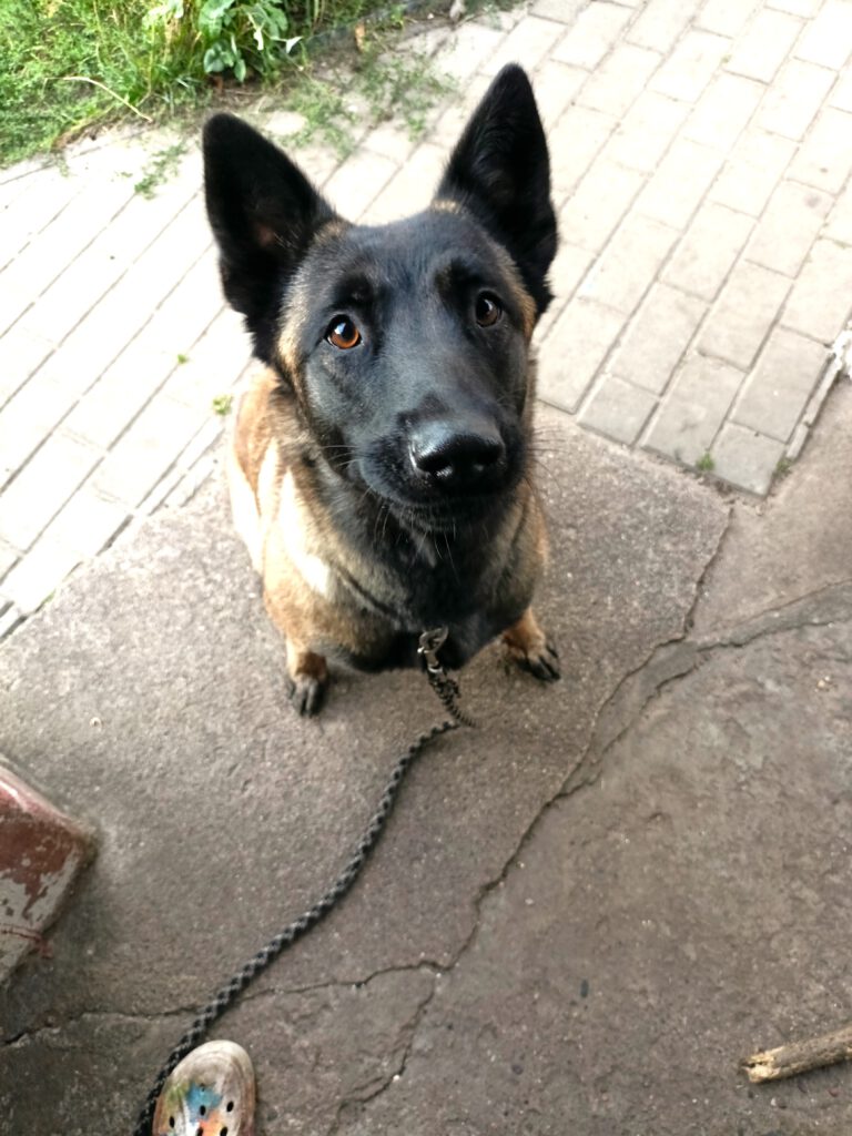 Eilt: 1j. Malinois-Hündin Siena sucht neues Zuhause (PLZ 17379)!