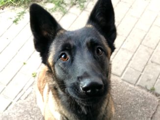 Eilt: 1j. Malinois-Hündin Siena sucht neues Zuhause (PLZ 17379)!