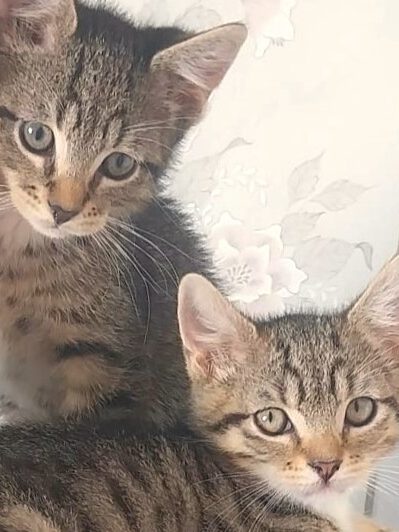 Beatrix mit Babsi, Becky, Bommel (Baghira, Bounty PROBE)