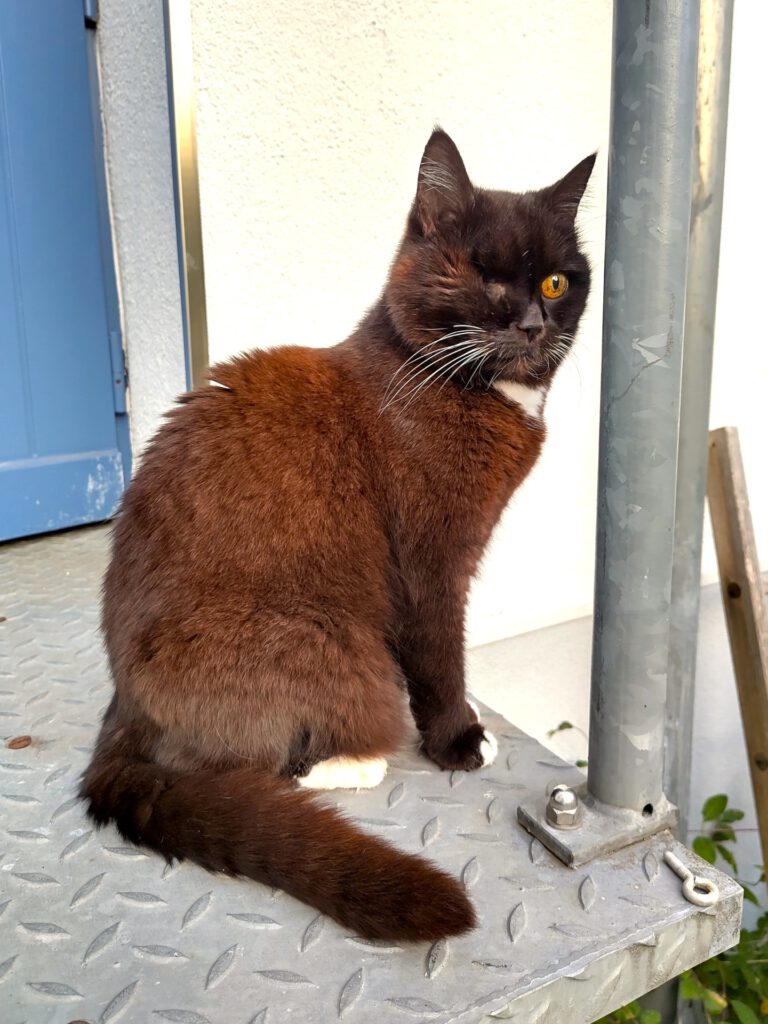 Giny grüßt aus ihrem Zuhause