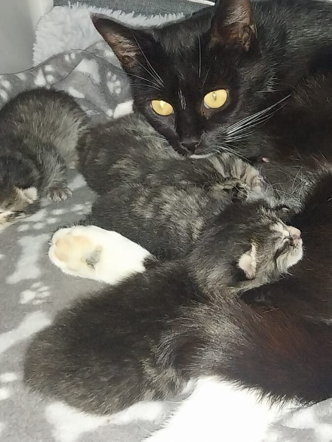 Maja mit 4 Babies
