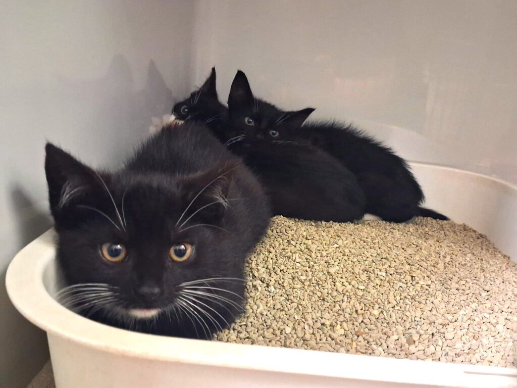 Sirius, Snape & Severus