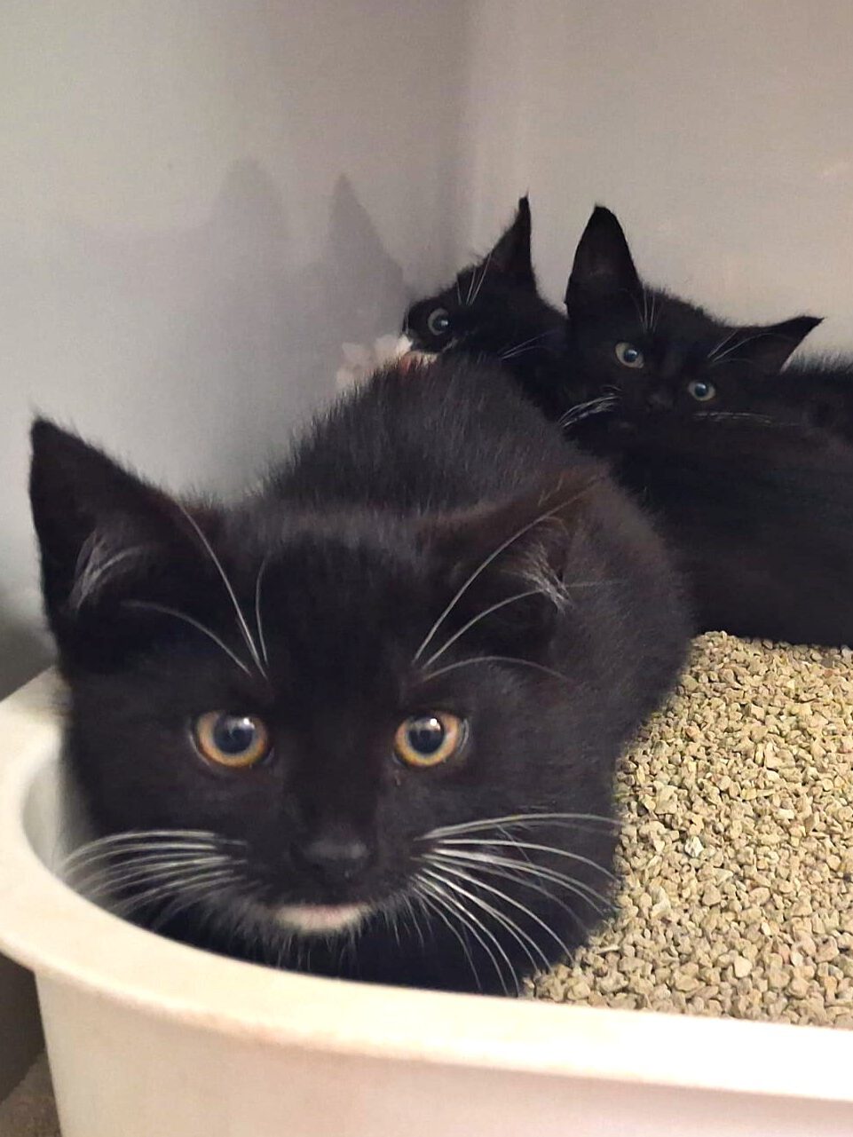 Sirius, Snape & Severus