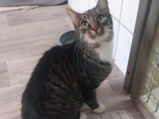 Anis mit Alfred, Atze, Ananasi, Avocadi, Apfelsinchen & Apriköschen