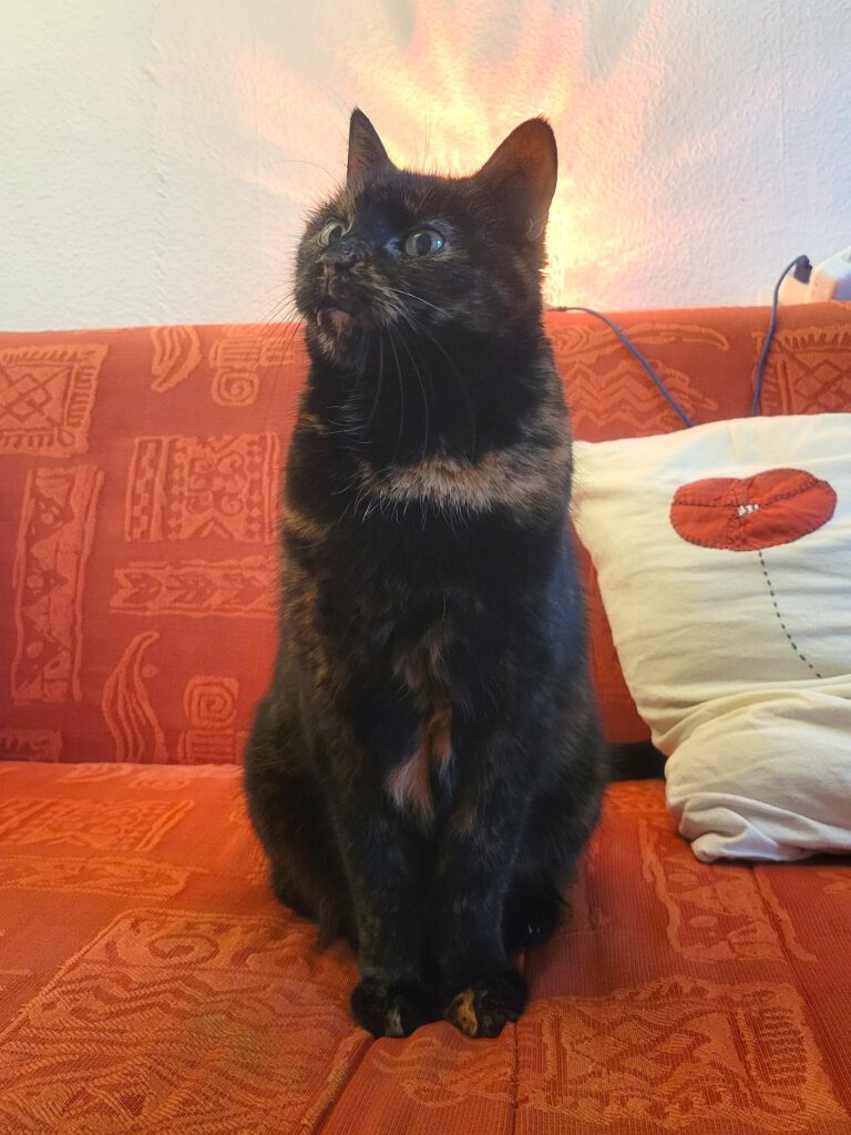 11j. Katzen-Omi sucht DRINGEND neues Zuhause mit Freigang (PLZ 17489)!