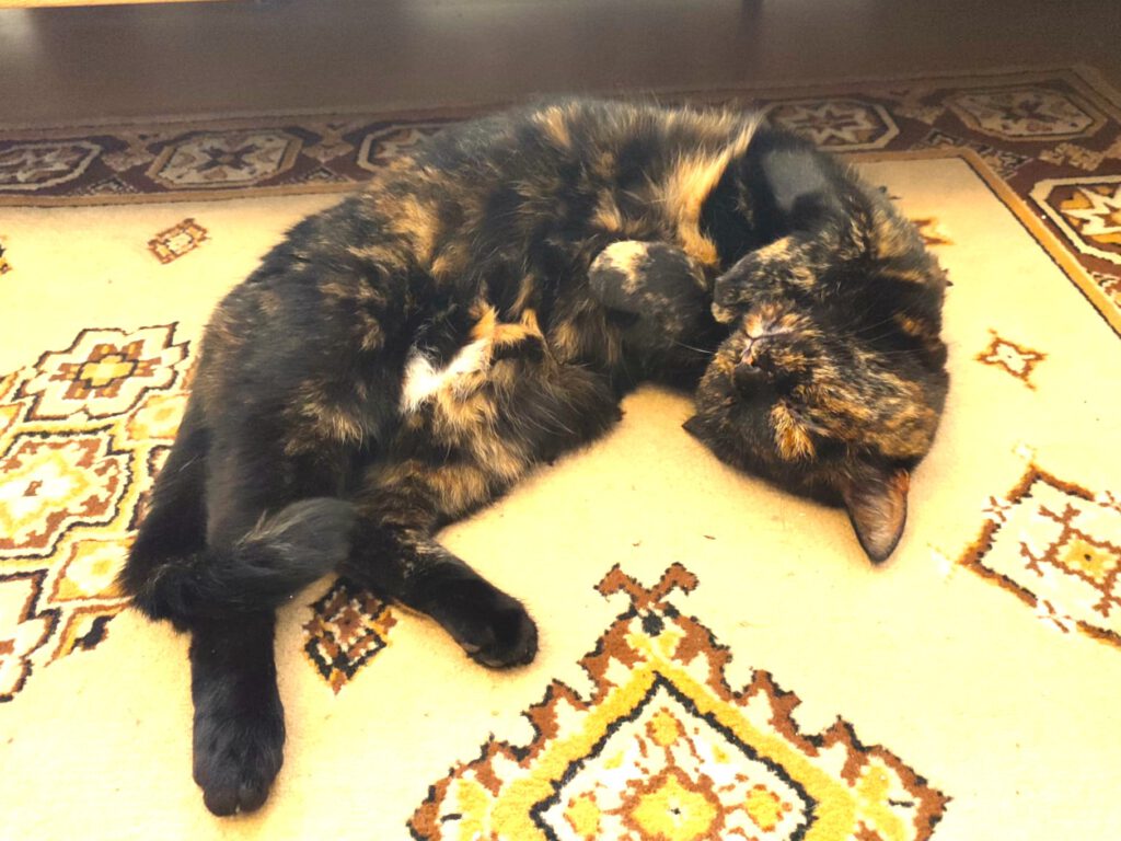 11j. Katzen-Omi sucht DRINGEND neues Zuhause mit Freigang (PLZ 17489)!