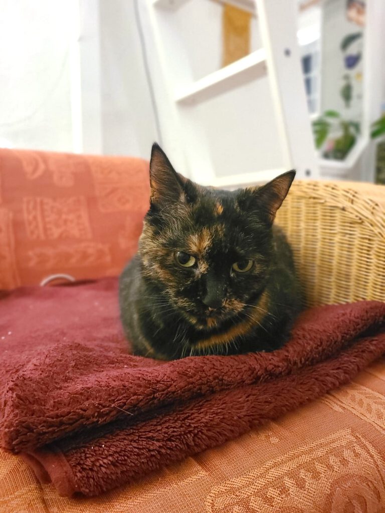 11j. Katzen-Omi sucht DRINGEND neues Zuhause mit Freigang (PLZ 17489)!