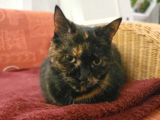 11j. Katzen-Omi sucht DRINGEND neues Zuhause mit Freigang (PLZ 17489)!
